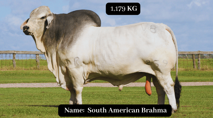 South American Brahman