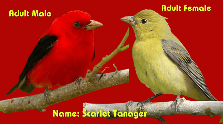 Male & Female  Scarlet Robin (Petroica boodang)