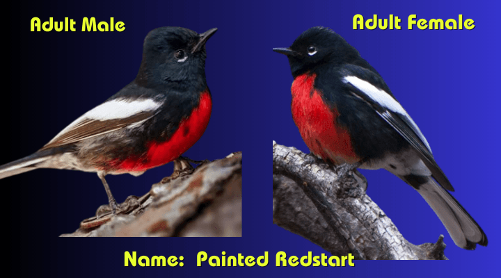 Male & Female Painted Redstart (Myioborus pictus)