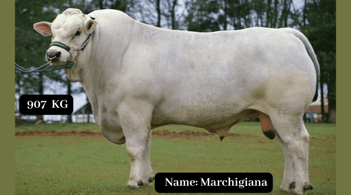 Marchigiana  Bull 