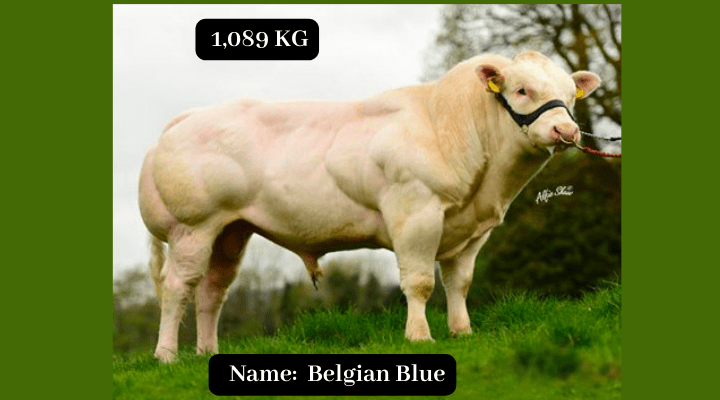 Belgian Blue Bull